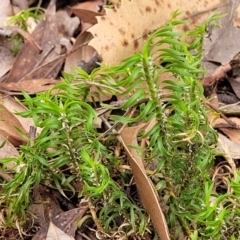 Lomandra obliqua at Wollondilly Local Government Area - 20 Nov 2023