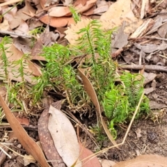 Lomandra obliqua at Wollondilly Local Government Area - 20 Nov 2023