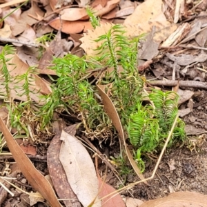 Lomandra obliqua at Wollondilly Local Government Area - 20 Nov 2023 11:38 AM