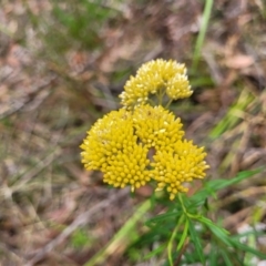 Cassinia aureonitens (Yellow Cassinia) at Thirlmere Lakes National Park - 20 Nov 2023 by trevorpreston