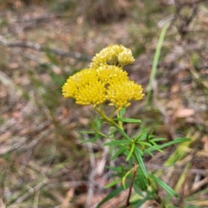 Cassinia aureonitens at Wollondilly Local Government Area - 20 Nov 2023