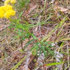 Cassinia aureonitens at Wollondilly Local Government Area - 20 Nov 2023