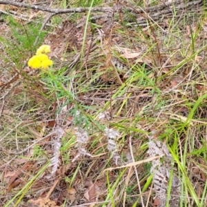 Cassinia aureonitens at Wollondilly Local Government Area - suppressed