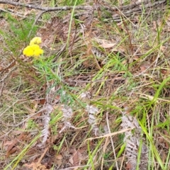 Cassinia aureonitens at Wollondilly Local Government Area - 20 Nov 2023