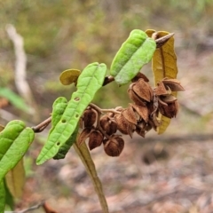 Lasiopetalum ferrugineum var. cordatum at Thirlmere Lakes National Park - 20 Nov 2023