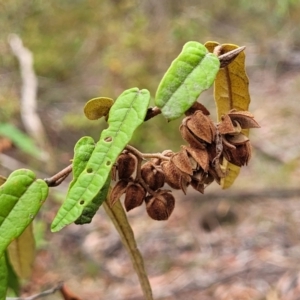 Lasiopetalum ferrugineum var. cordatum at Thirlmere Lakes National Park - 20 Nov 2023 11:36 AM