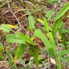 Lasiopetalum ferrugineum var. cordatum at Thirlmere Lakes National Park - 20 Nov 2023