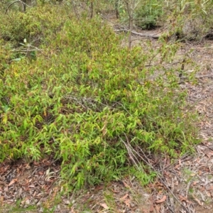 Lasiopetalum ferrugineum var. cordatum at Thirlmere Lakes National Park - 20 Nov 2023