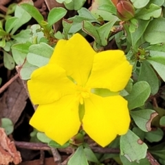 Hibbertia diffusa (Wedge Guinea Flower) at Thirlmere, NSW - 20 Nov 2023 by trevorpreston