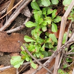 Hibbertia diffusa at Thirlmere Lakes National Park - 20 Nov 2023