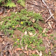 Hibbertia diffusa at Thirlmere Lakes National Park - 20 Nov 2023 11:34 AM