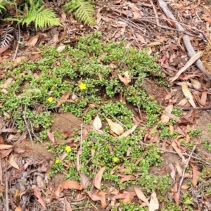 Hibbertia diffusa at Thirlmere Lakes National Park - 20 Nov 2023