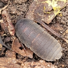 Molytria sp. (genus) (A cockroach) at Thirlmere, NSW - 20 Nov 2023 by trevorpreston