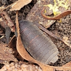 Molytria sp. (genus) at Thirlmere Lakes National Park - 20 Nov 2023