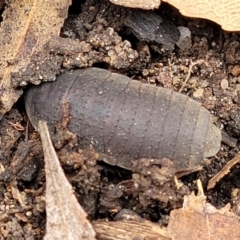 Molytria sp. (genus) at Thirlmere Lakes National Park - 20 Nov 2023