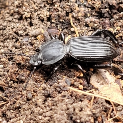 Unidentified Darkling beetle (Tenebrionidae) at Thirlmere Lakes National Park - 20 Nov 2023 by trevorpreston
