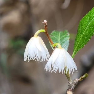 Elaeocarpus reticulatus at Thirlmere Lakes National Park - 20 Nov 2023