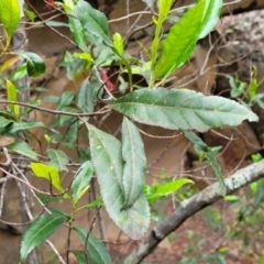 Elaeocarpus reticulatus at Thirlmere Lakes National Park - 20 Nov 2023