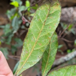 Elaeocarpus reticulatus at Thirlmere Lakes National Park - 20 Nov 2023