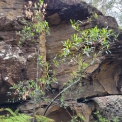 Elaeocarpus reticulatus at Thirlmere Lakes National Park - 20 Nov 2023