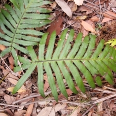 Blechnum cartilagineum (Gristle Fern) at Thirlmere, NSW - 20 Nov 2023 by trevorpreston