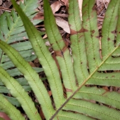 Blechnum cartilagineum at Wollondilly Local Government Area - 20 Nov 2023