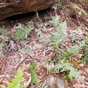 Blechnum cartilagineum at Wollondilly Local Government Area - suppressed