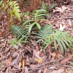 Blechnum cartilagineum at Wollondilly Local Government Area - 20 Nov 2023