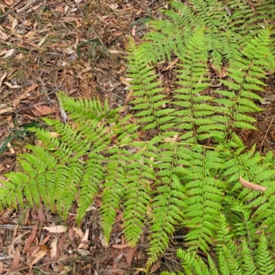 Calochlaena dubia (Rainbow Fern) at Wollondilly Local Government Area - 20 Nov 2023 by trevorpreston