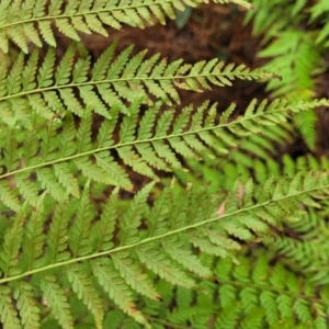 Calochlaena dubia at Wollondilly Local Government Area - 20 Nov 2023