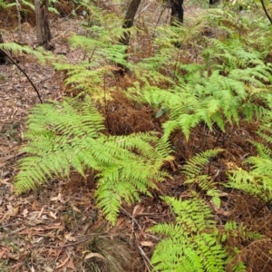 Calochlaena dubia at Wollondilly Local Government Area - 20 Nov 2023