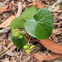 Stephania japonica var. discolor (Snake Vine) at Thirlmere, NSW - 20 Nov 2023 by trevorpreston