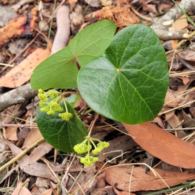 Stephania japonica var. discolor (Snake Vine) at Thirlmere, NSW - 20 Nov 2023 by trevorpreston