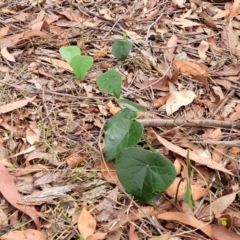 Stephania japonica var. discolor at Thirlmere Lakes National Park - 20 Nov 2023 11:25 AM