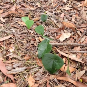 Stephania japonica var. discolor at Thirlmere Lakes National Park - 20 Nov 2023