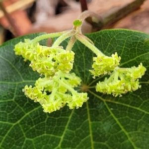 Stephania japonica var. discolor at Thirlmere Lakes National Park - 20 Nov 2023