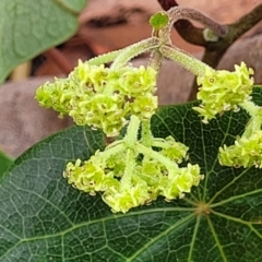 Stephania japonica var. discolor at Thirlmere Lakes National Park - 20 Nov 2023