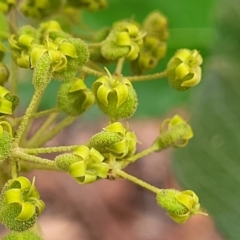 Astrotricha latifolia (Broad-leaf Star Hair) at Wollondilly Local Government Area - 20 Nov 2023 by trevorpreston