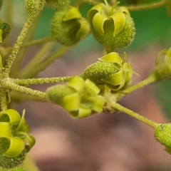 Astrotricha latifolia at Thirlmere Lakes National Park - 20 Nov 2023 11:24 AM