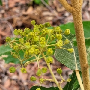 Astrotricha latifolia at Thirlmere Lakes National Park - 20 Nov 2023