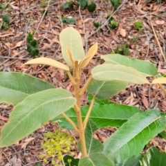 Astrotricha latifolia at Thirlmere Lakes National Park - 20 Nov 2023 11:24 AM