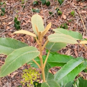 Astrotricha latifolia at Thirlmere Lakes National Park - 20 Nov 2023