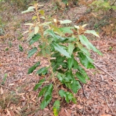 Astrotricha latifolia at Thirlmere Lakes National Park - 20 Nov 2023 11:24 AM