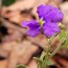 Dampiera purpurea (Purple Dampiera) at Thirlmere Lakes National Park - 20 Nov 2023 by trevorpreston