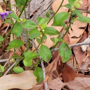 Dampiera purpurea at Thirlmere Lakes National Park - 20 Nov 2023