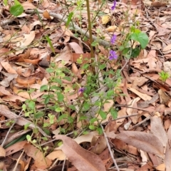 Dampiera purpurea at Thirlmere Lakes National Park - 20 Nov 2023 11:23 AM