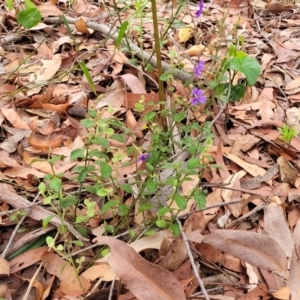 Dampiera purpurea at Thirlmere Lakes National Park - 20 Nov 2023