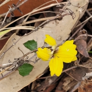 Goodenia hederacea subsp. hederacea at Thirlmere Lakes National Park - 20 Nov 2023 11:19 AM