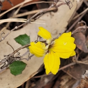 Goodenia hederacea subsp. hederacea at Thirlmere Lakes National Park - 20 Nov 2023 11:19 AM