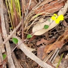 Goodenia hederacea subsp. hederacea at Thirlmere Lakes National Park - 20 Nov 2023 11:19 AM